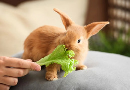 La corretta gestione del coniglio